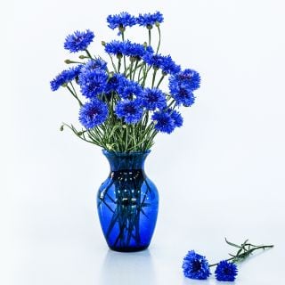 Blue Boy Bachelor's Button arrangement in blue glass vase on white.