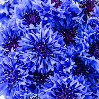 Close-up detailed view of a bunch of Blue Boy Bachelor's Button blooms.