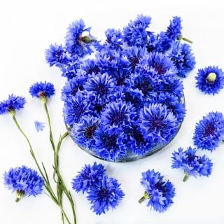 Blue Boy Bachelor's Button flowers arranged on high key background.