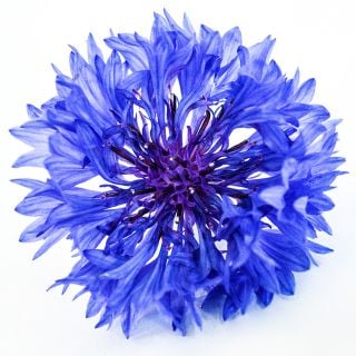 A macro close-up view of a single Blue Boy Bachelor's Button flower on white.
