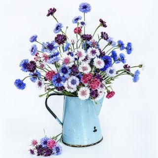 An arrangement of Classic Artistic Mix Bachelor's Button flowers in a blue pitcher on a high key background.