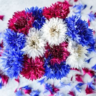 Overhead view of Fireworks Bachelor's Button flowers on a light background.