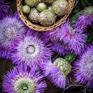 Pink Basketflower buds in a basket with large flowers on dark wooden background.