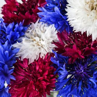 Close-up macro view of Fireworks Bachelor's Button flowers.