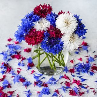 Fireworks Bachelor's Button blooms in glass vase surrounded by petals.