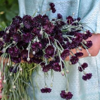 Man holding a bouquet of Black Boy Bachelor's Button flowers at the Baker Creek farm.