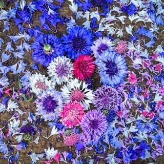 Overhead view of Classic Artistic Mix Bachelor's Button flowers with petals on wood.