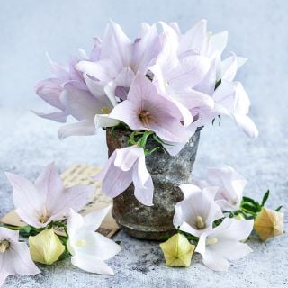 An arrangement of Fuji Pink Balloon Flowers in a rustic pot with Japanese postcards on a grey background.