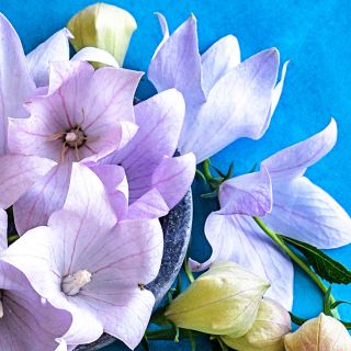 A close-up of Fuji Pink Balloon Flowers on teal blue background.