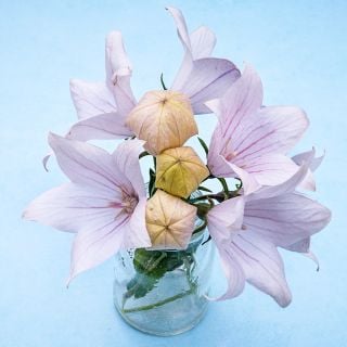 Fuji Pink Balloon Flowers and balloon shaped buds in a small glass jar on a light blue background.