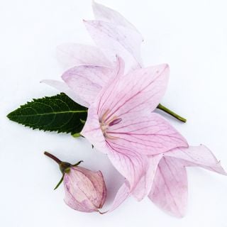 A close-up of Fuji Pink Balloon Flowers on a white background.