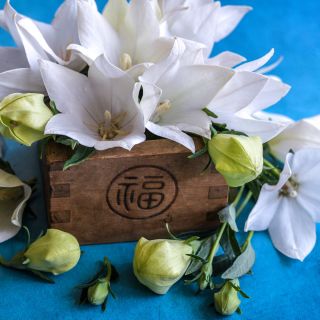 A closer view of Fuji White Balloon Flowers showing the ballon shaped buds on a teal background.