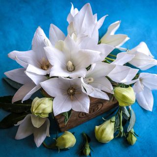 White Fuji Balloon Flowers arranged in a wooden box on teal background.