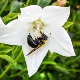 A bee gathers pollen on White Fuji Ballon Flower in the garden at Baker Creek.