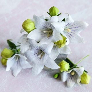 Snow Fairy Balloon Flower blooms and buds stacked up on a light pink background.