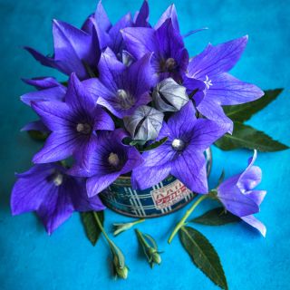 Fuji Blue Balloon Flower arranged in a vintage Japanese can on a teal background.