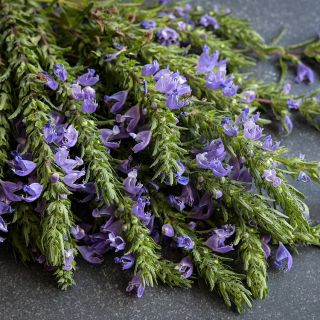 Moldavian Dragonhead Balm sprigs