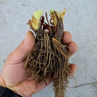 A gardener holds a couple of Quinault Bareroot Strawberry Plants against a concrete wall.