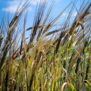 Black Hulless Barley growing in gardens