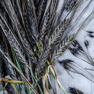 Black Hulless Barley stalks