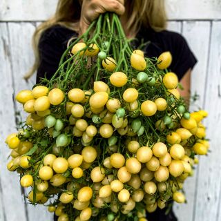 Woman holding a giant cluster of Barry's Crazy Cherry Tomatoes. Image by Lucy Start.
