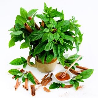 Cinnamon Basil arranged in a ceramic container with honey on a white background.