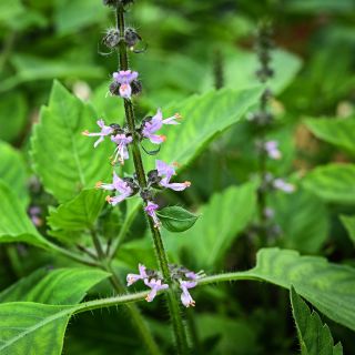 A close-up macro view of Blue Spice Basil flowers in the garden at Baker Creek.