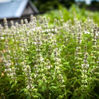 Chinese Sweet Basil growing in the restaurant garden at Baker Creek Heirloom Seed Co.