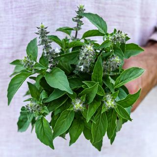 A gardener holding a freshly picked posy of Chinese Sweet Basil  in the garden at Baker Creek.
