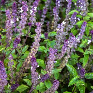 Cinnamon Basil blooming in the gardens at Baker Creek.