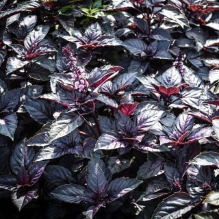 A bed full of Dark Purple Opal Basil growing in the gardens at Baker Creek.