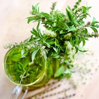 Overhead narrow depth of field view of Envivi Ntor Basil in a vase on light wood.