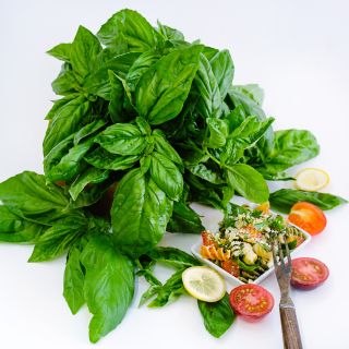 Fresh Genovese Basil with spiral pasta and tomatoes on white background.