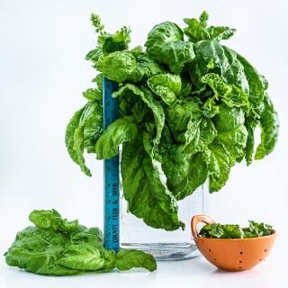 Lettuce Leaf Basil in a large vase with a ruler and abowl of cut leaves on a white background.