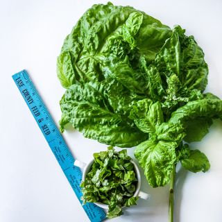 Lettuce Leaf Basil arranged on white background with bowl of leaves and a blue wooden ruler.