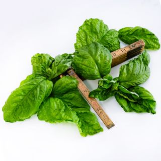 Lettuce Leaf Basil with a folding wooden ruler arranged on a white background.