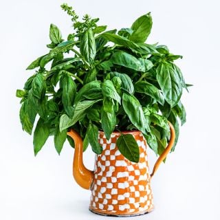 An arrangement of Mammolo Basil in an orange and white pitcher on a white background.
