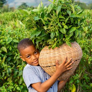 A Baker Creek seed grower's son smiles and holds a basket full of African Nunum Basil in Ghana.