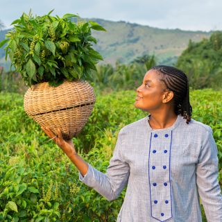 A Baker Creek Seed grower holds up a basket of African Nunum Basil in a basil field in Ghana.