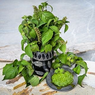 African Nunum Basil in an African vase with pesto sauce on a stone and rock background.
