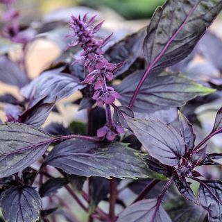 A close-up of Persian Basil growing in the garden at Baker Creek.
