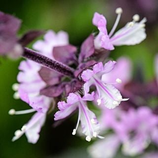 A close-up macro of flowers from Persian Basil.