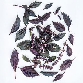 Persian Basil leaves arranged in a circle on a white background.