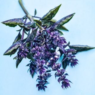 A close-up macro view of a stem of purple Ball Basil on a light blue background.