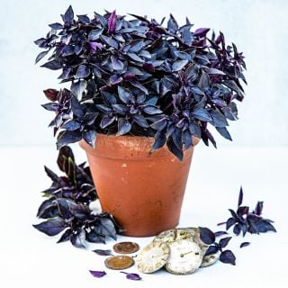 Purple Ball Basil in a terra cotta pot with coins and watch faces on light background.