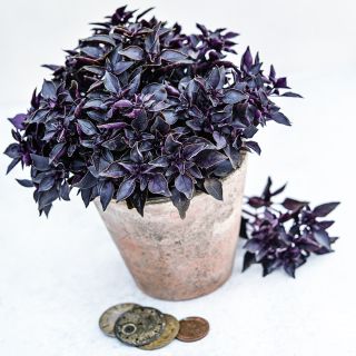 Purple Ball Basil growing in small pot on a white background.