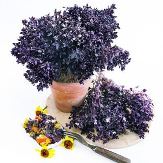 Purple Ball Basil in a pot with abunch on the side with a pasta dish and fork on a white background.
