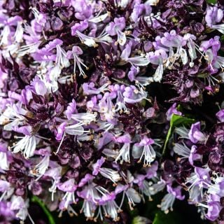 A close-up macro view of flowers from Siam Queen Thai Basil.