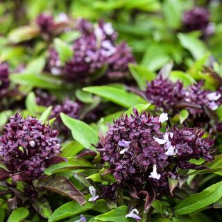 Siam Queen Thai Basil growing in the gardens at Baker Creek in Mansfield, Missouri.