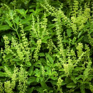 Thai Holy Kaprao Basil growing in the garden at Baker Creek.